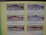 釣り3