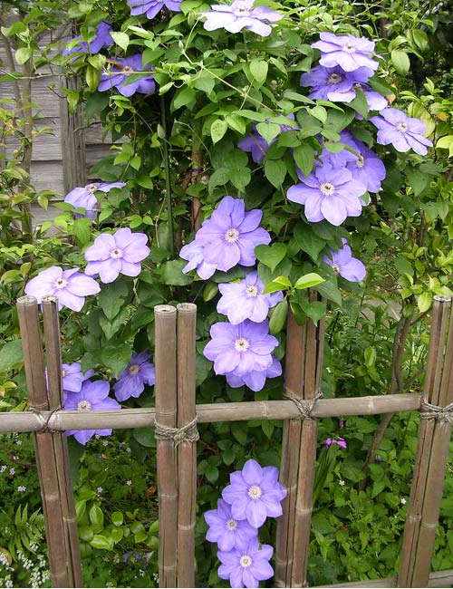 俳句つれずれ 俳句遊び