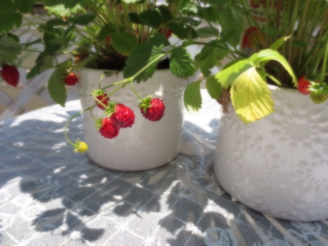 苺一縁 いちごの縁結び つぐみ 舞のhappy Diary