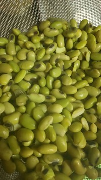 ゆで上がった青大豆