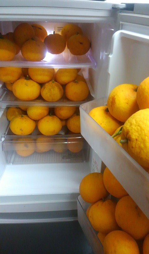 冷蔵庫の夏みかん