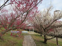 ume1