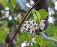 akebi210314