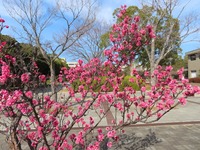 koubai3