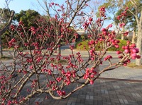 tubomiume210130