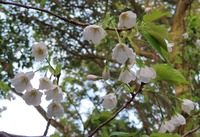 yamazakura
