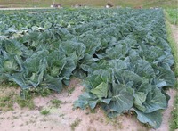 cabbage