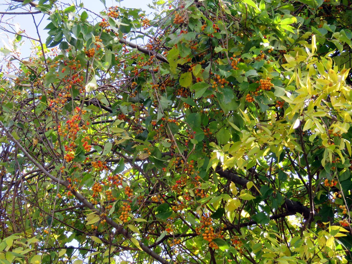 ツルウメモドキの果実と巨大な幹 野遊びアルバム3