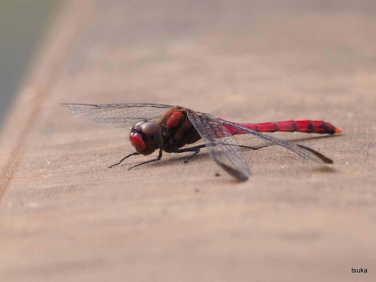 顔まで赤いコノシメトンボ 野遊びアルバム3