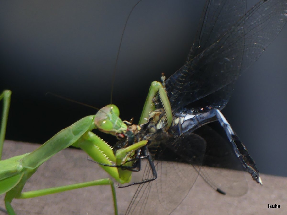 オオカマキリのお食事 野遊びアルバム3