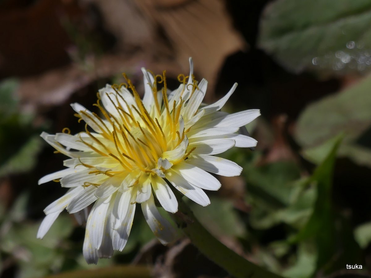 年03月日 野遊びアルバム3 年03月日 野遊びアルバム3