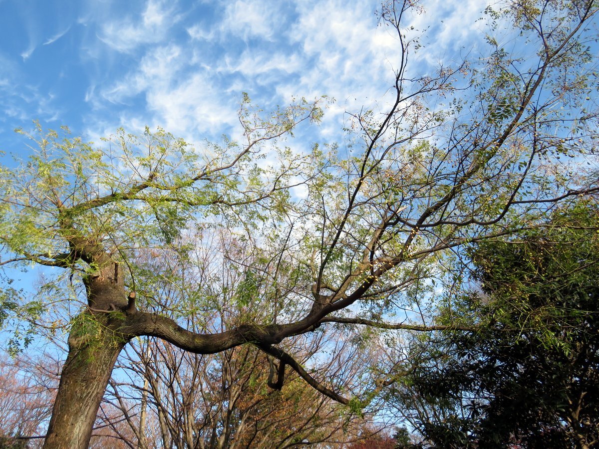 センダンの樹と実 野遊びアルバム3