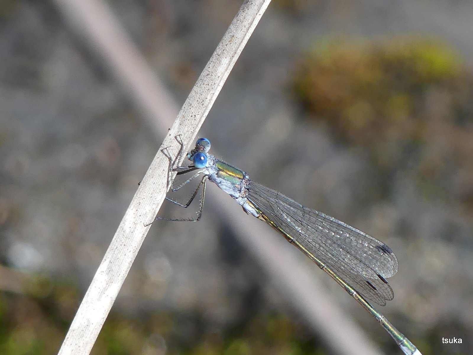アオイトトンボまだ健在 野遊びアルバム3