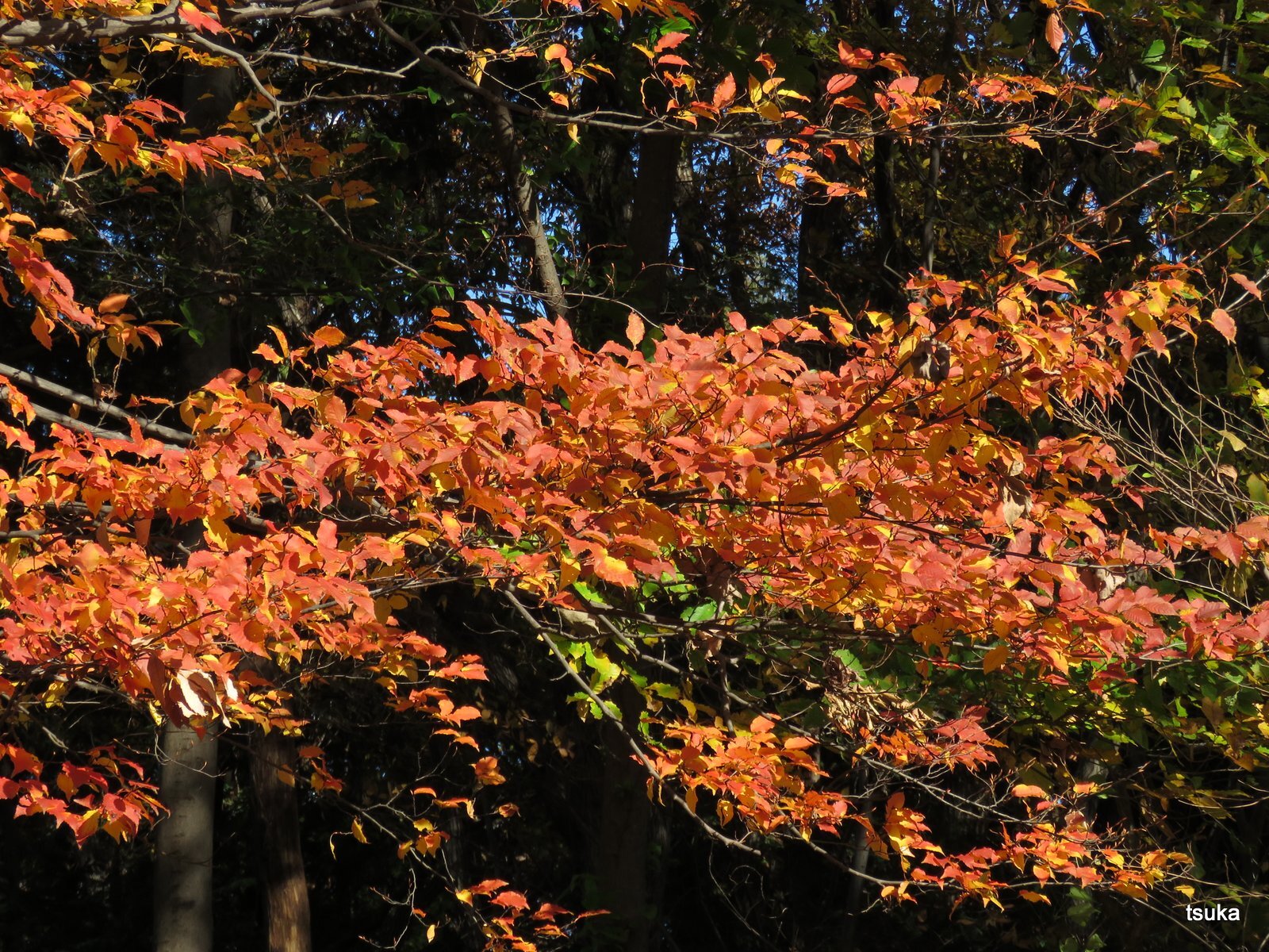 アカシデが紅葉した : 野遊びアルバム3