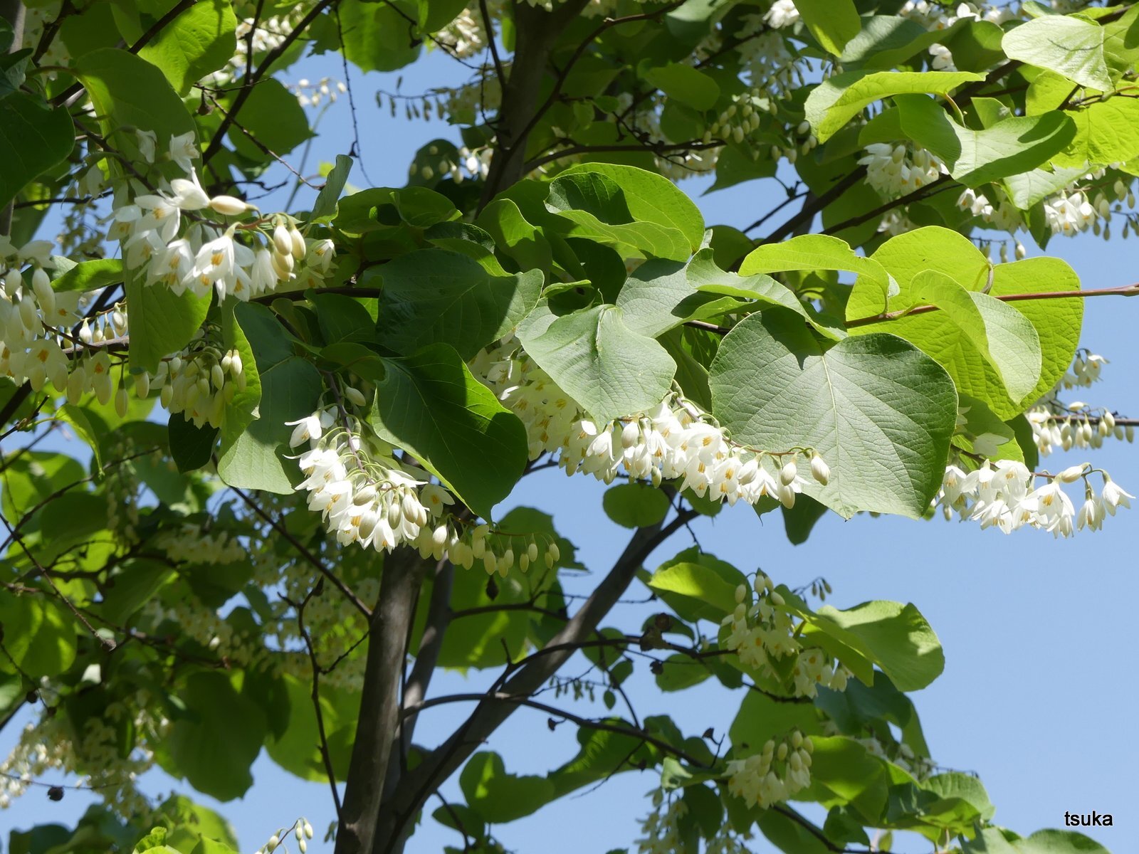 ハクウンボクの花見事 野遊びアルバム3 ハクウンボクの花見事 野遊びアルバム3