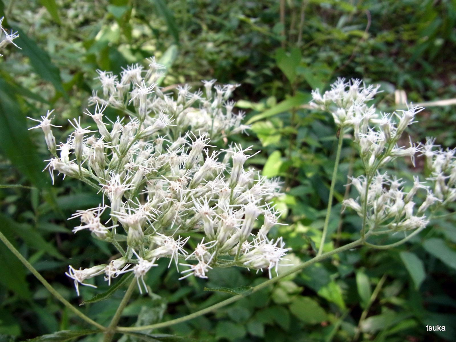 ヒヨドリバナは白いフジバカマ 野遊びアルバム3