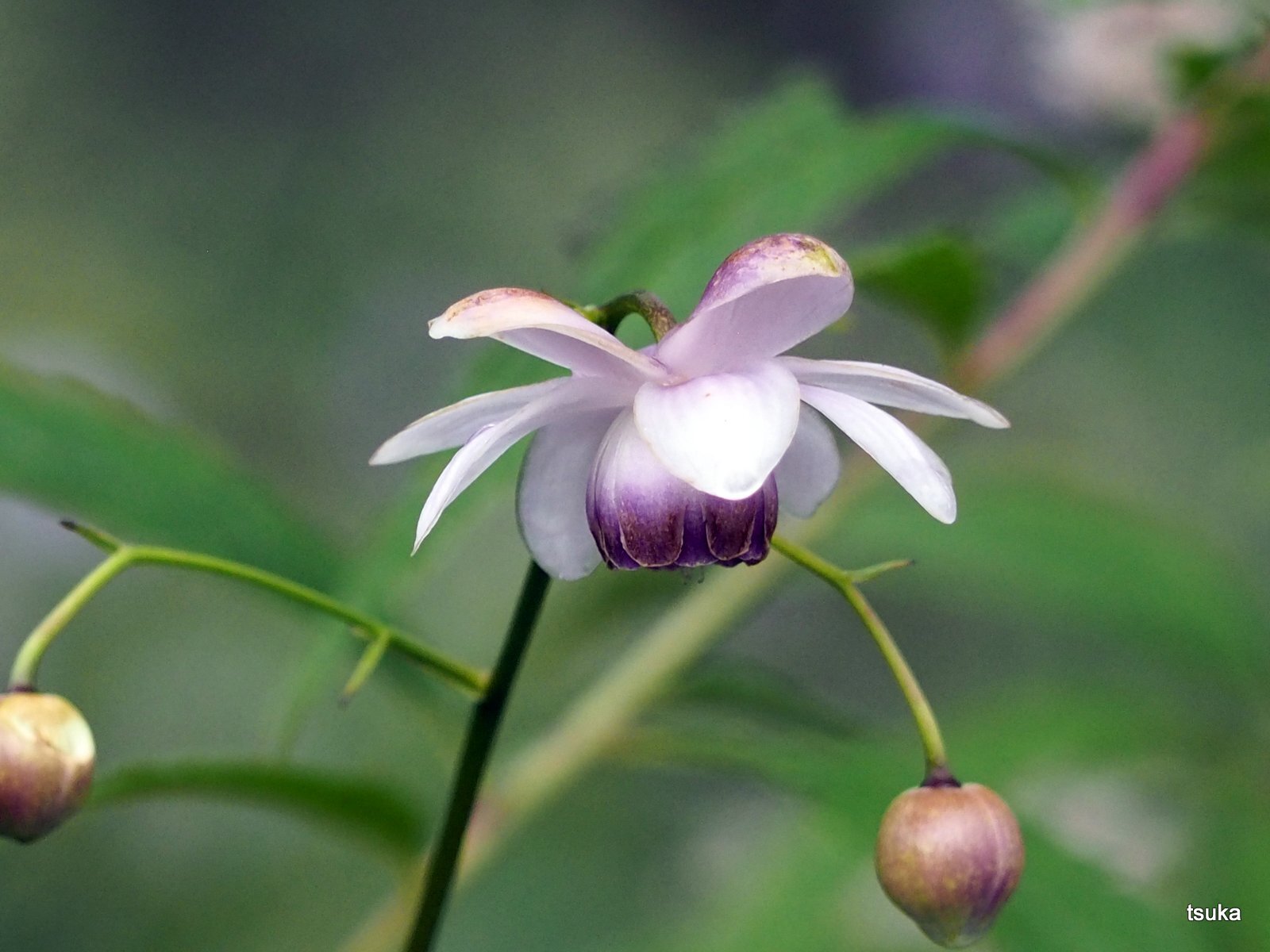林間の逸品レンゲショウマ 野遊びアルバム3