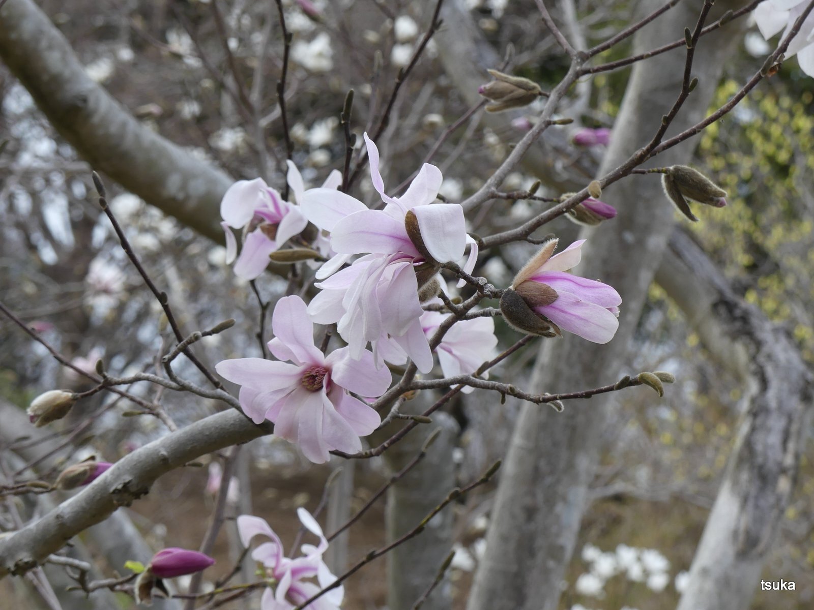 シデコブシ見事 野遊びアルバム3