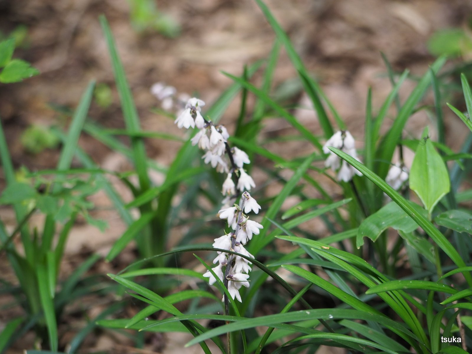 オオバジャノヒゲひっそりと 野遊びアルバム3