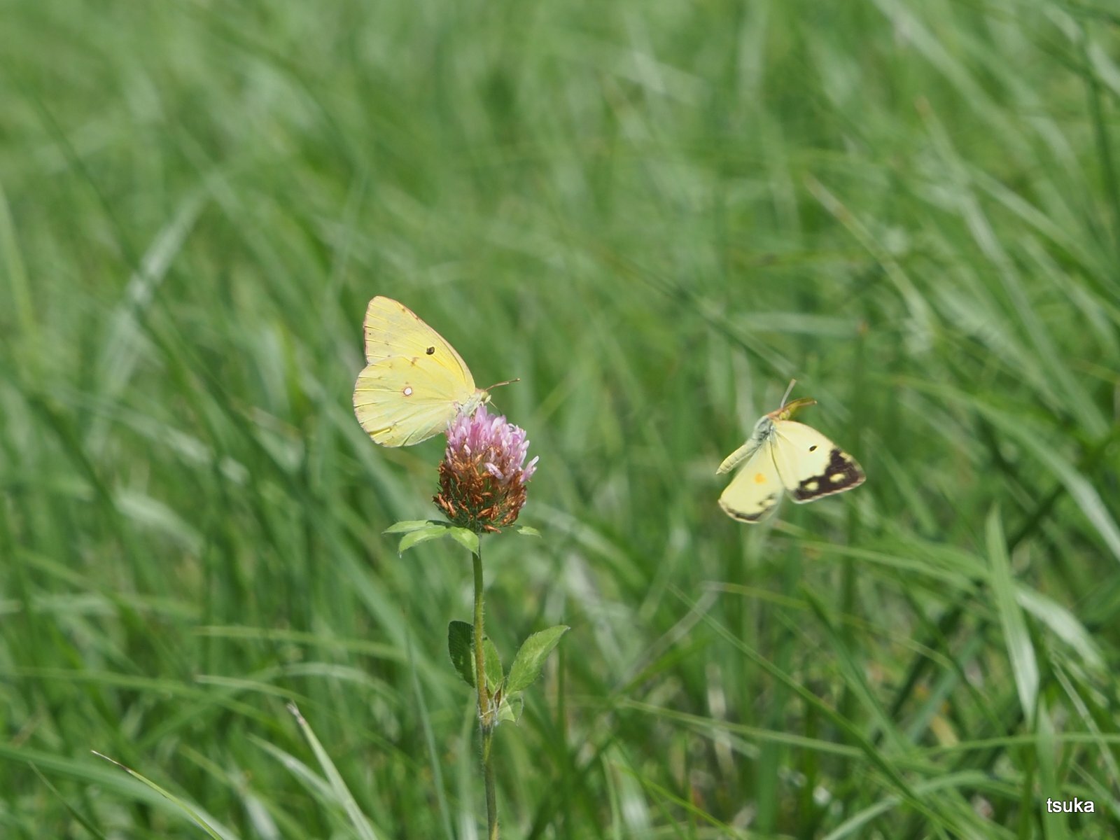 モンキチョウ舞う : 野遊びアルバム3