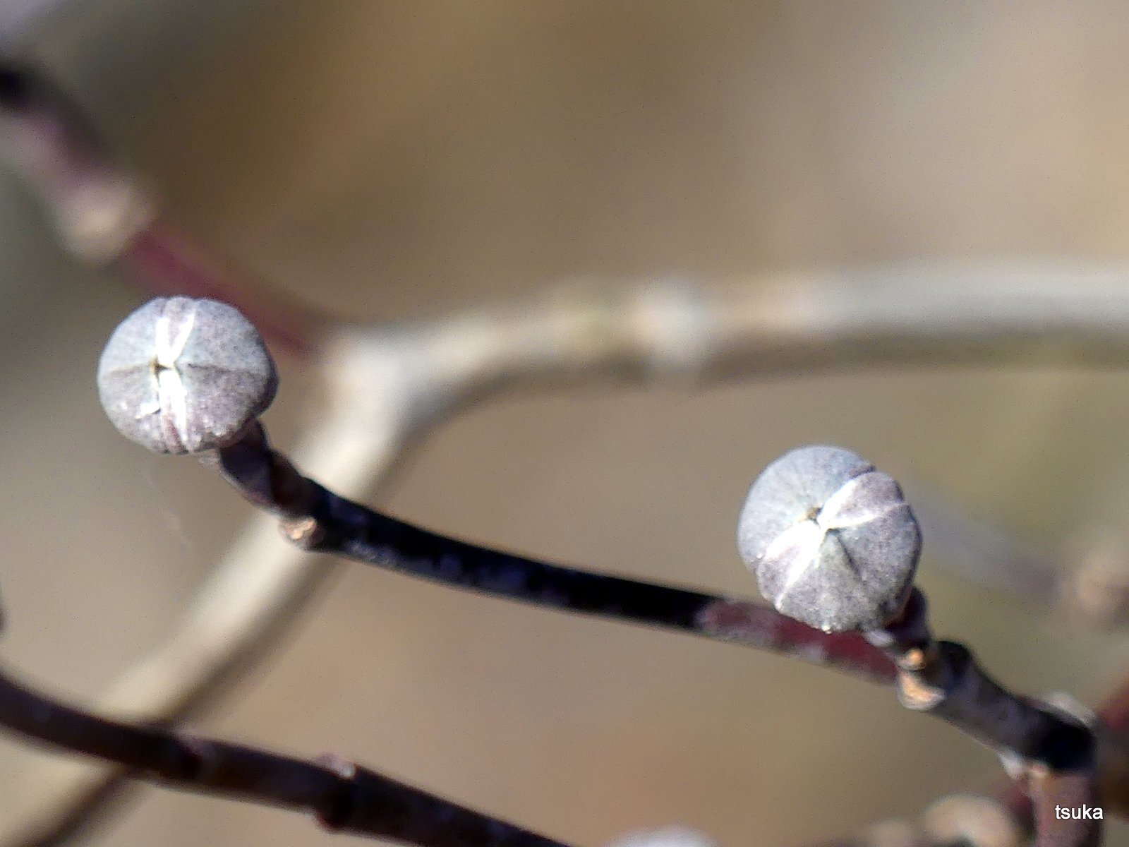 ハナミズキの冬芽 野遊びアルバム3