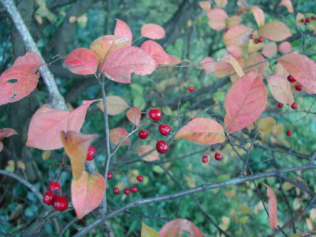 カマツカの紅葉と実 野遊びアルバム3