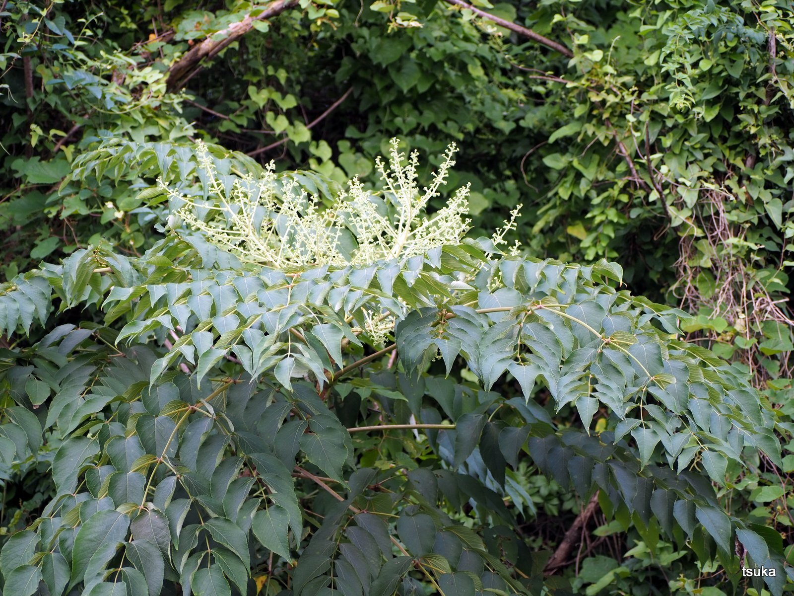 タラノキの花期 : 野遊びアルバム3