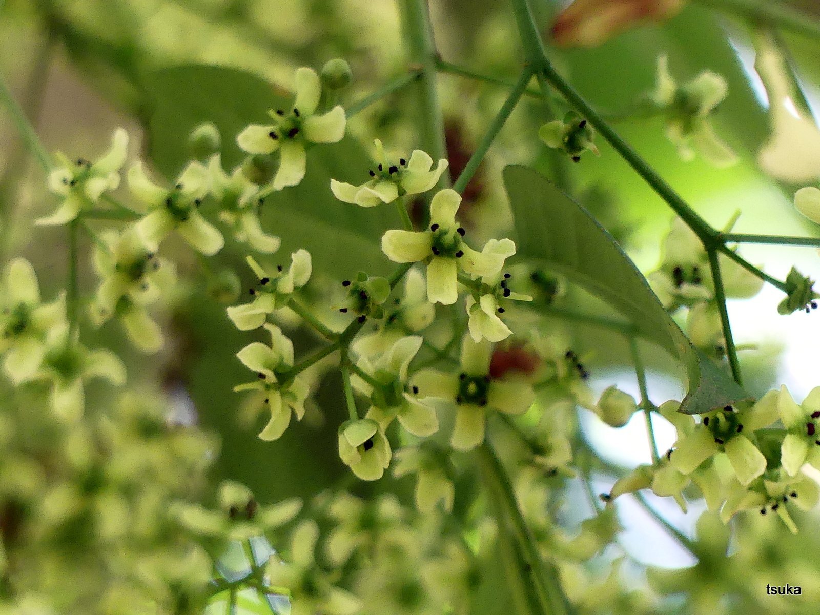 地味なマユミ花 野遊びアルバム3