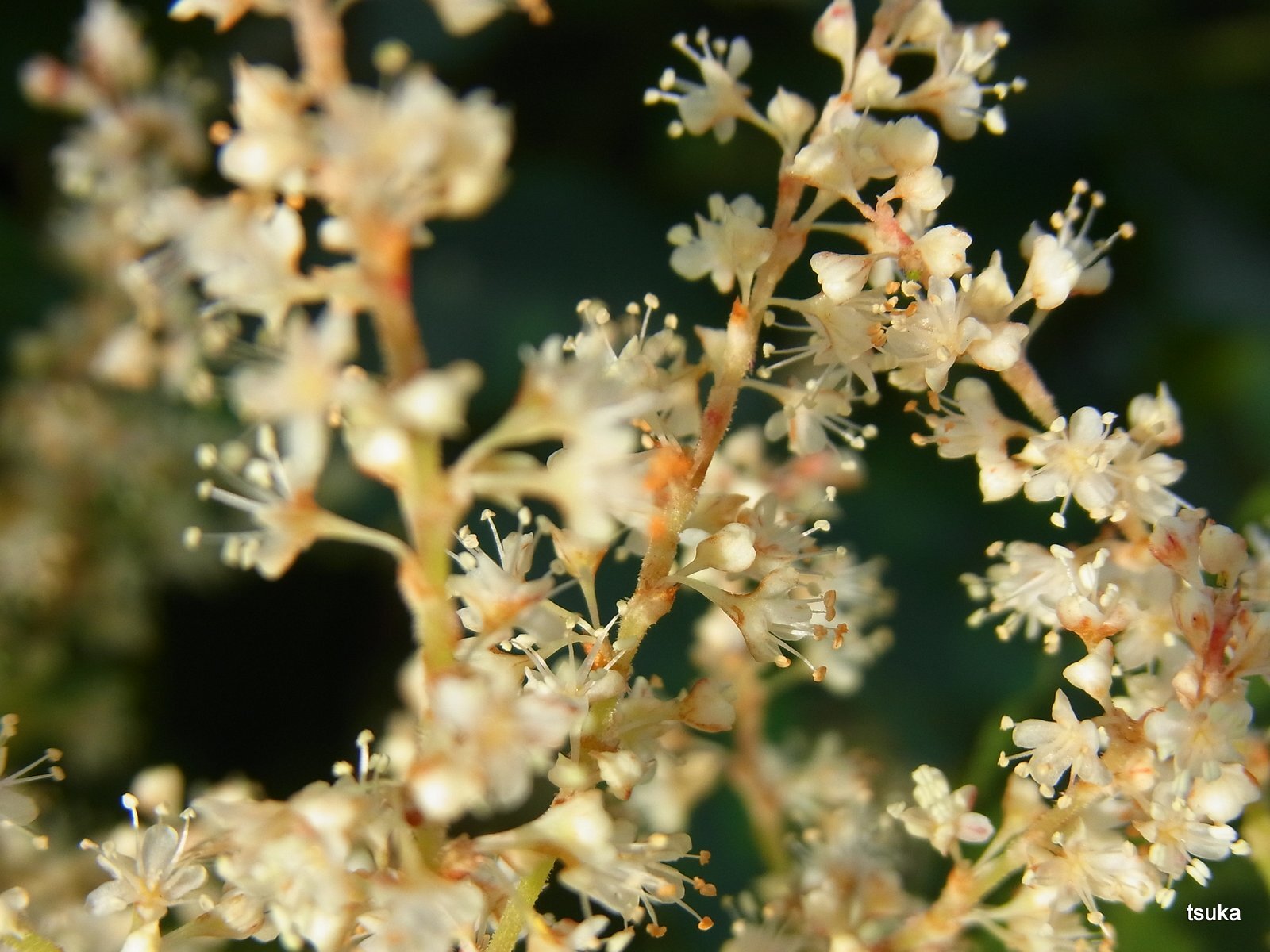 イタドリの花 野遊びアルバム3