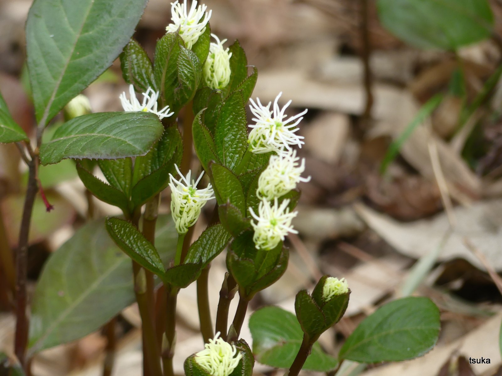 早春に咲く 野遊びアルバム3