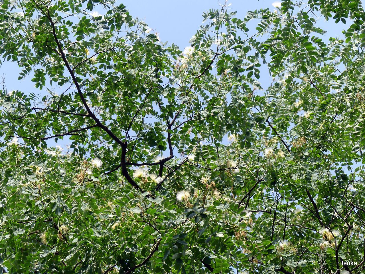 オオバネムノキの花は白 野遊びアルバム3