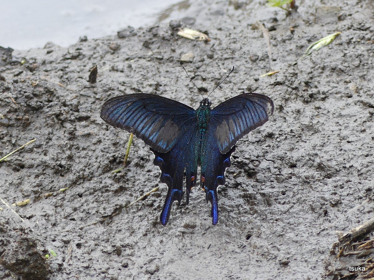 カラスアゲハ 野遊びアルバム3