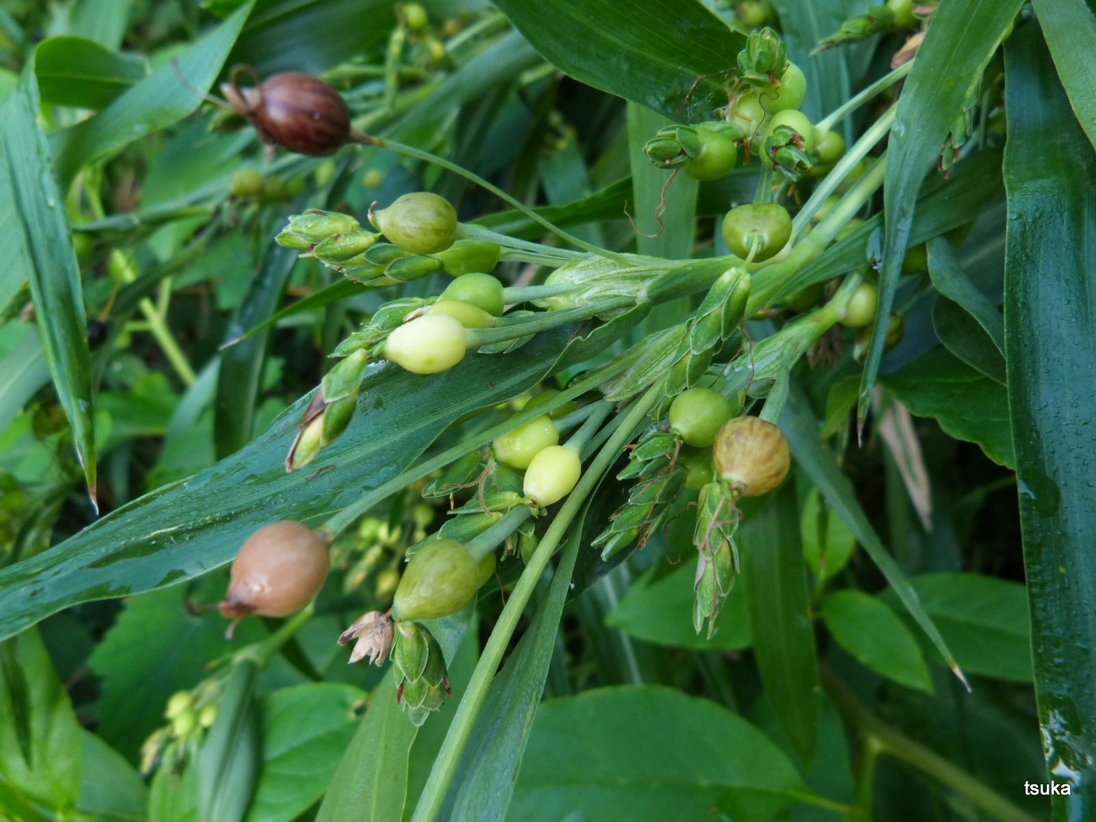 ハトムギのこと 野遊びアルバム3