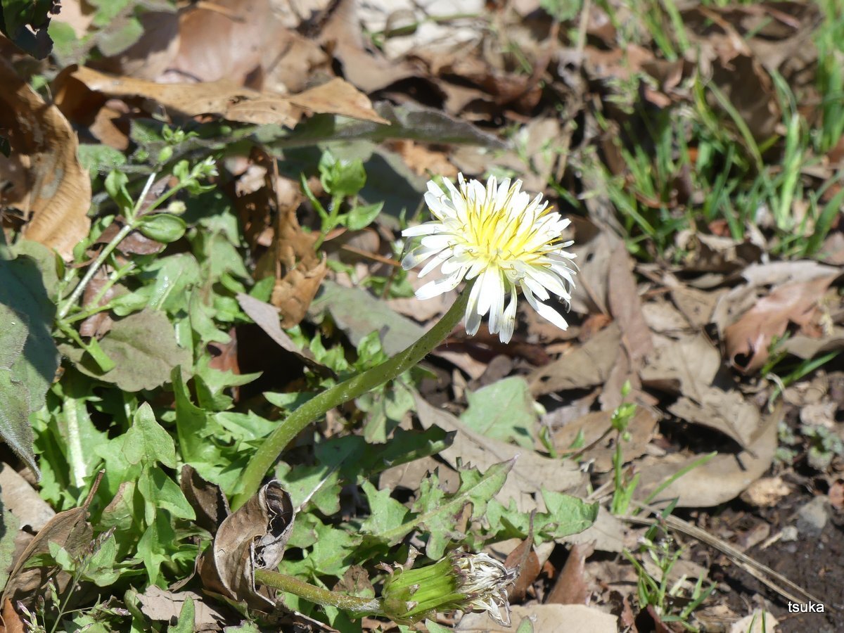 年03月日 野遊びアルバム3 年03月日 野遊びアルバム3