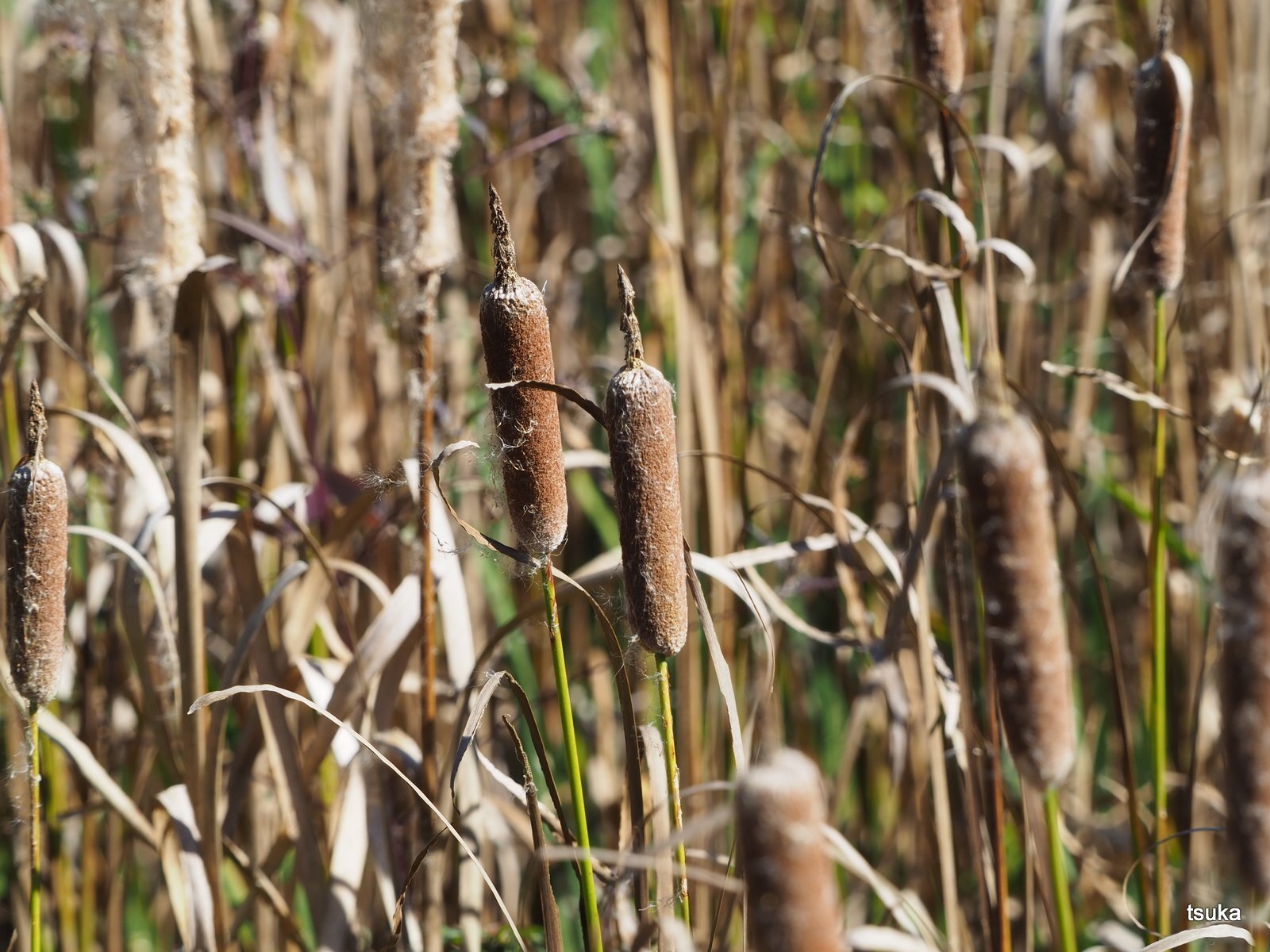ガマの穂 野遊びアルバム3 ガマの穂 野遊びアルバム3