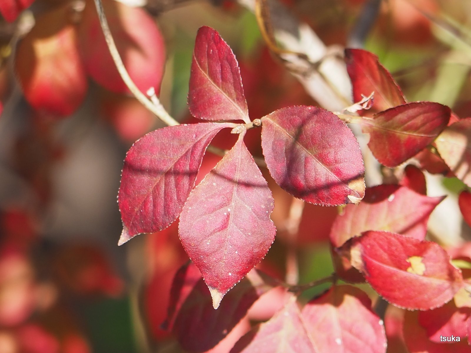コマユミの紅葉が美しい！ : 野遊びアルバム3