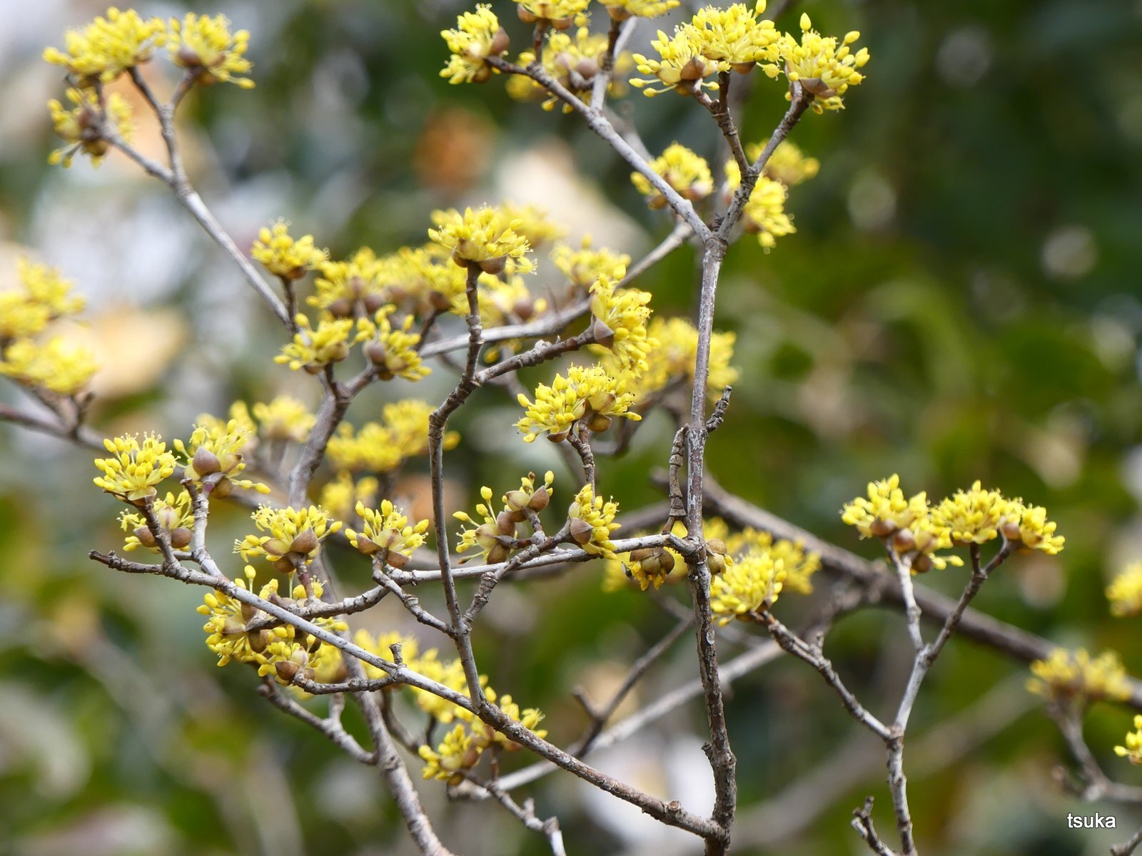 春黄金花はサンシュユ 野遊びアルバム3
