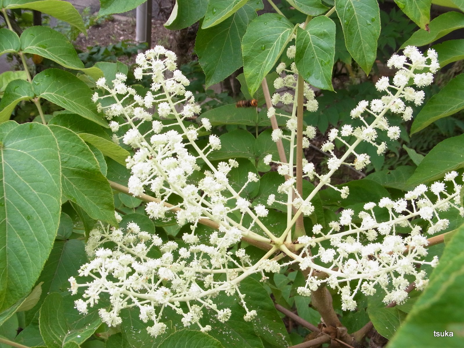 タラノキの花期 : 野遊びアルバム3