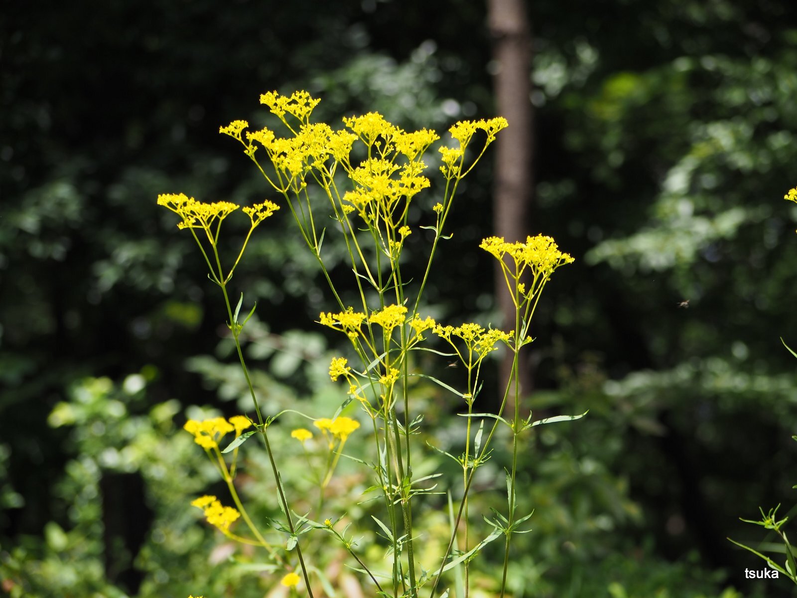 万葉から親しまれたオミナエシ 野遊びアルバム3