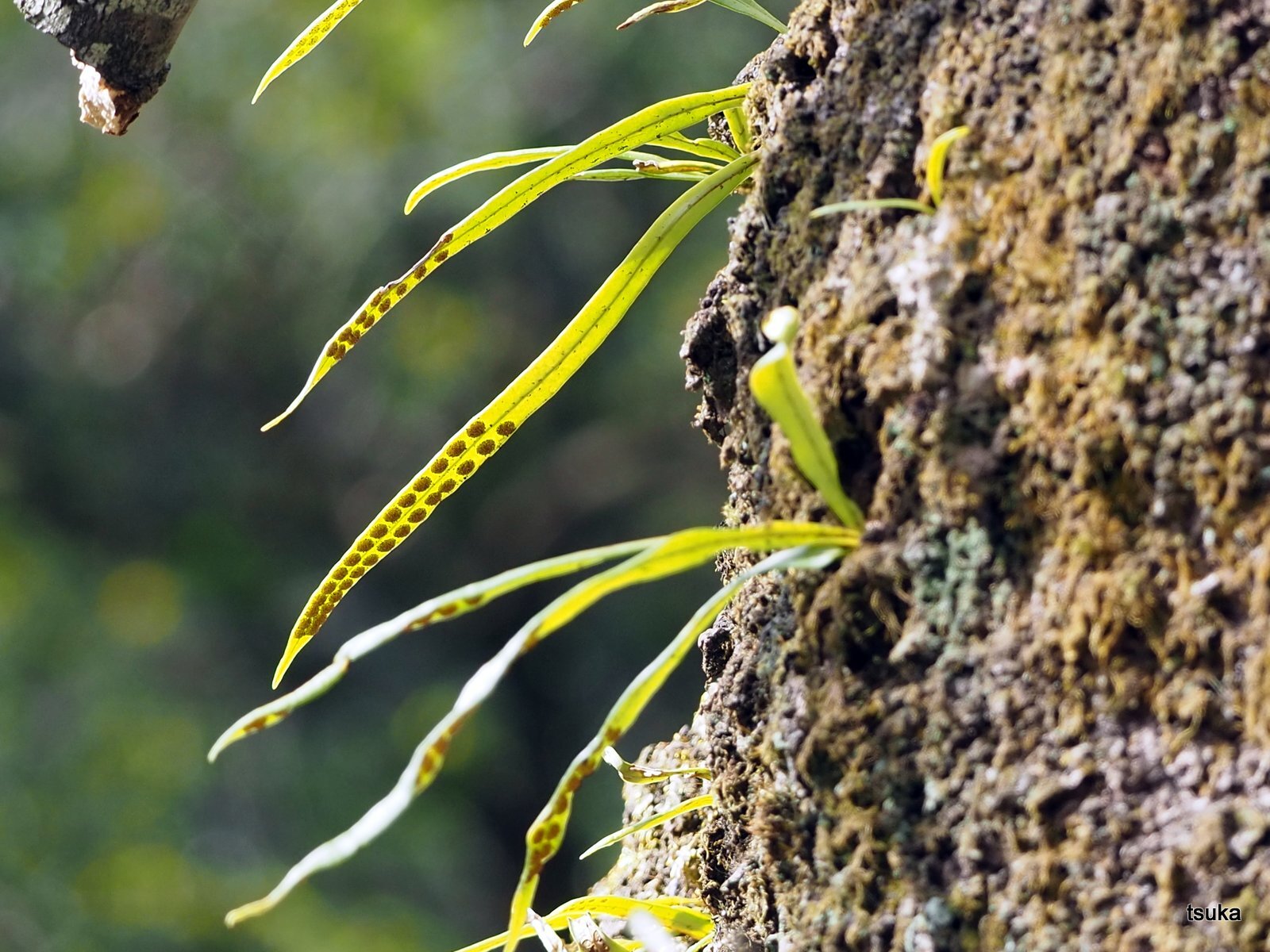 ノキシノブ樹皮に着生 野遊びアルバム3 ノキシノブ樹皮に着生 野遊びアルバム3