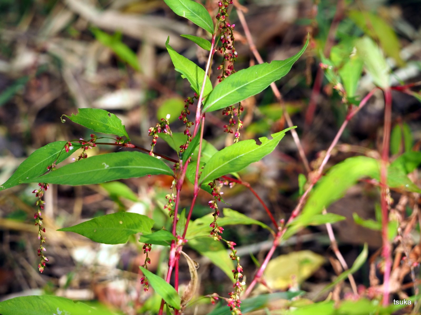 ボントクタデは辛味がない 野遊びアルバム3