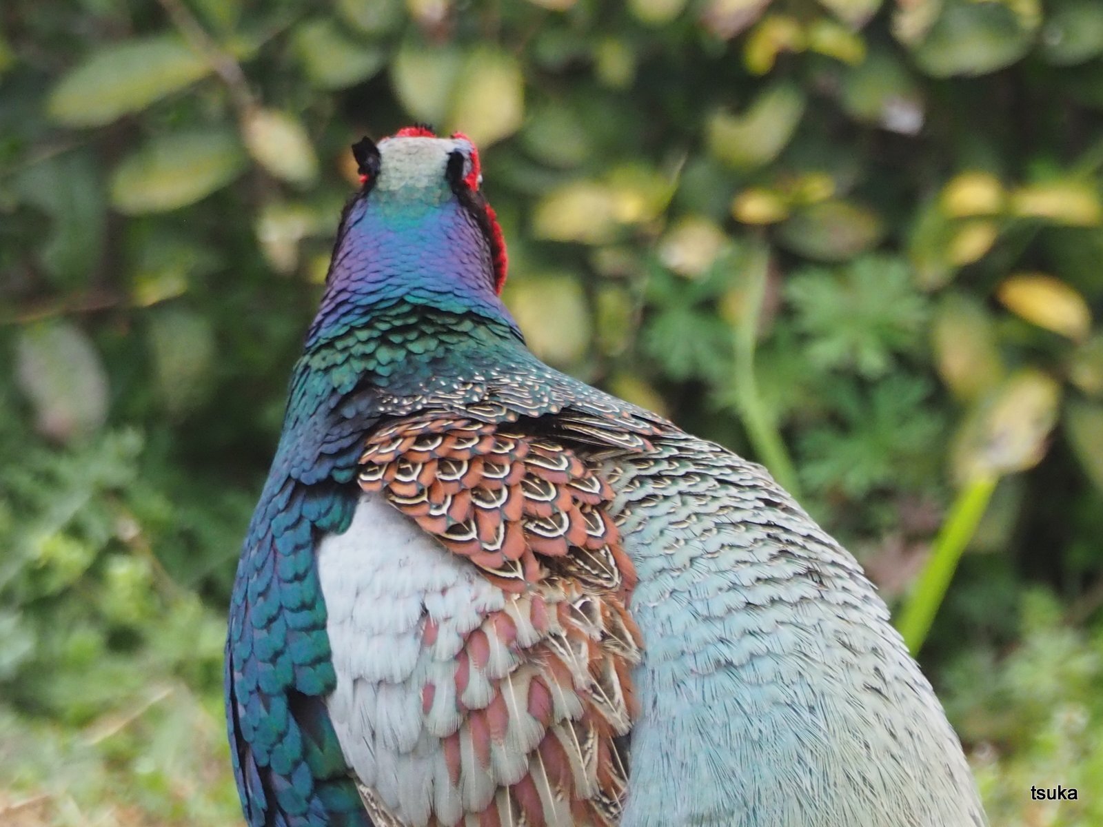 キジの雄が近くに 野遊びアルバム3 キジの雄が近くに 野遊びアルバム3