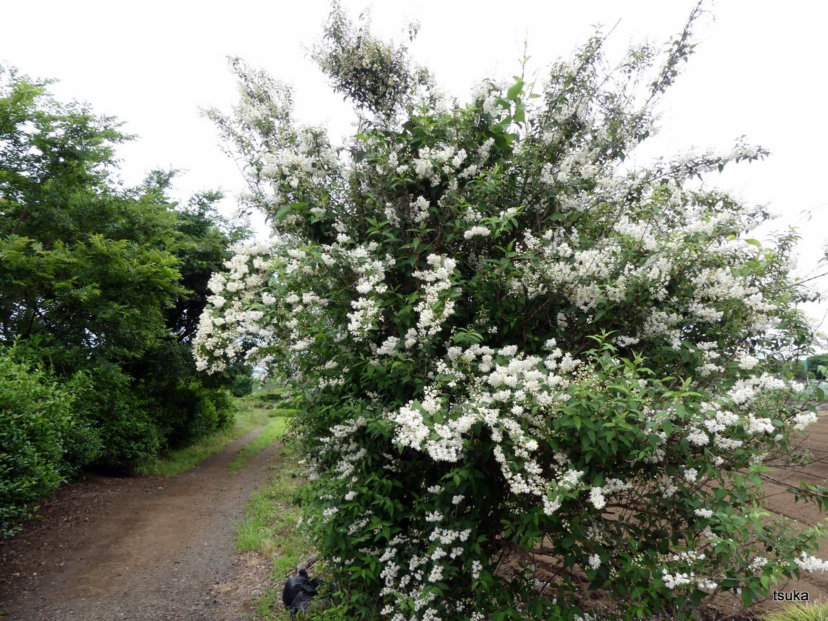 卯の花ウツギ 野遊びアルバム3
