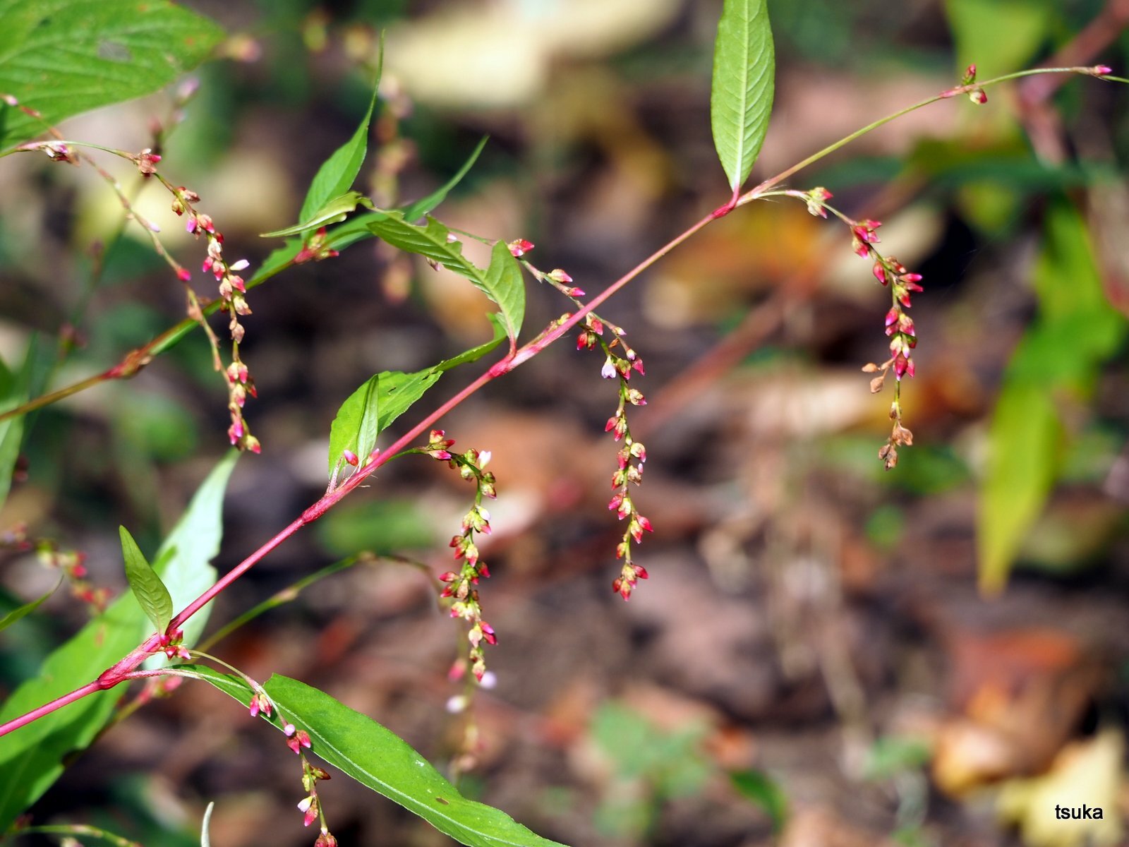 ボントクタデは辛味がない 野遊びアルバム3