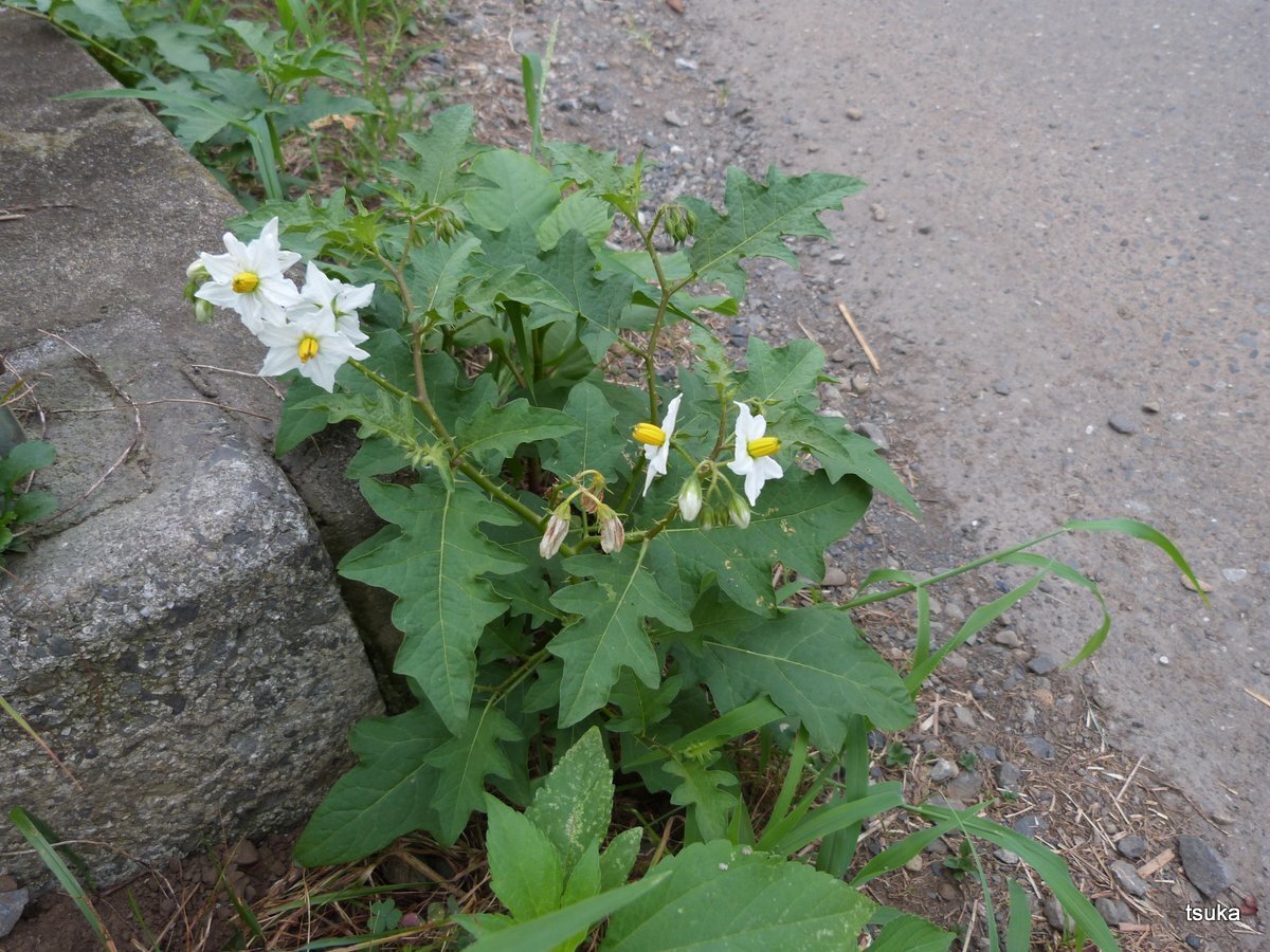 ワルナスビは悪 野遊びアルバム3