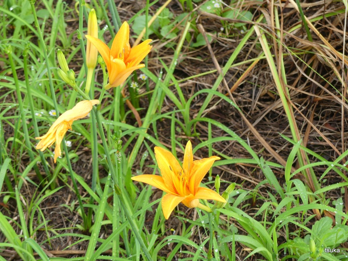一日花のノカンゾウ 野遊びアルバム3