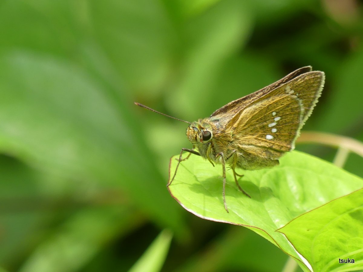 オオチャバネセセリ発生 野遊びアルバム3