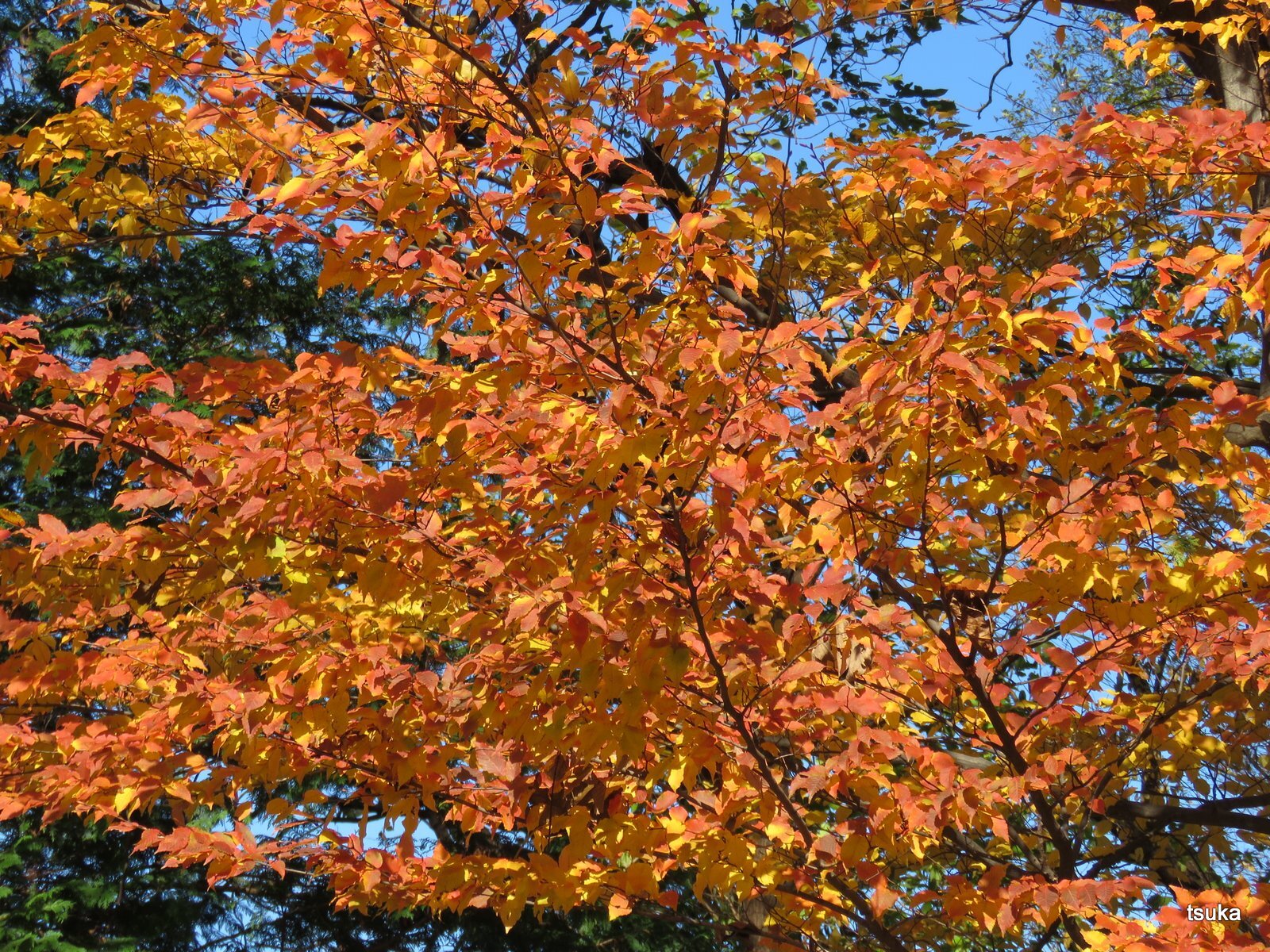 アカシデが紅葉した : 野遊びアルバム3