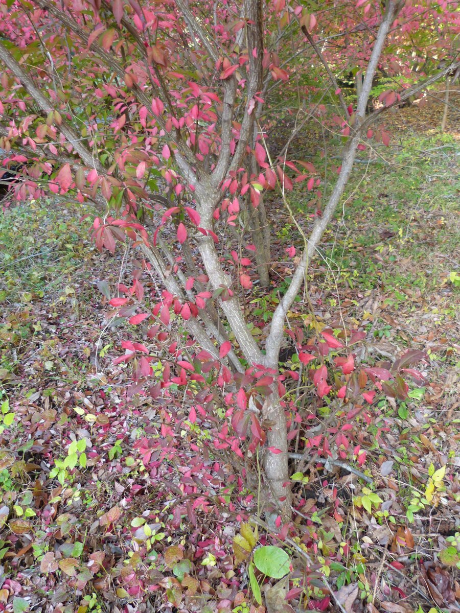 秋の足音。山採りコマユミ。 コマユミ - 植物図鑑 - エバーグリーン