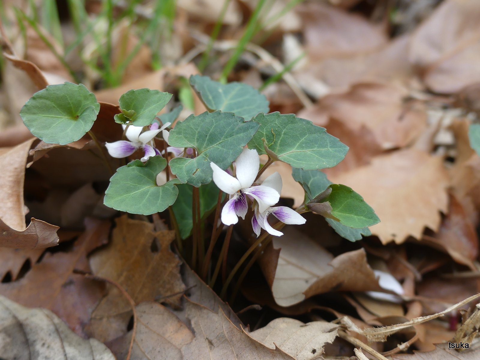 スミレ 野遊びアルバム3